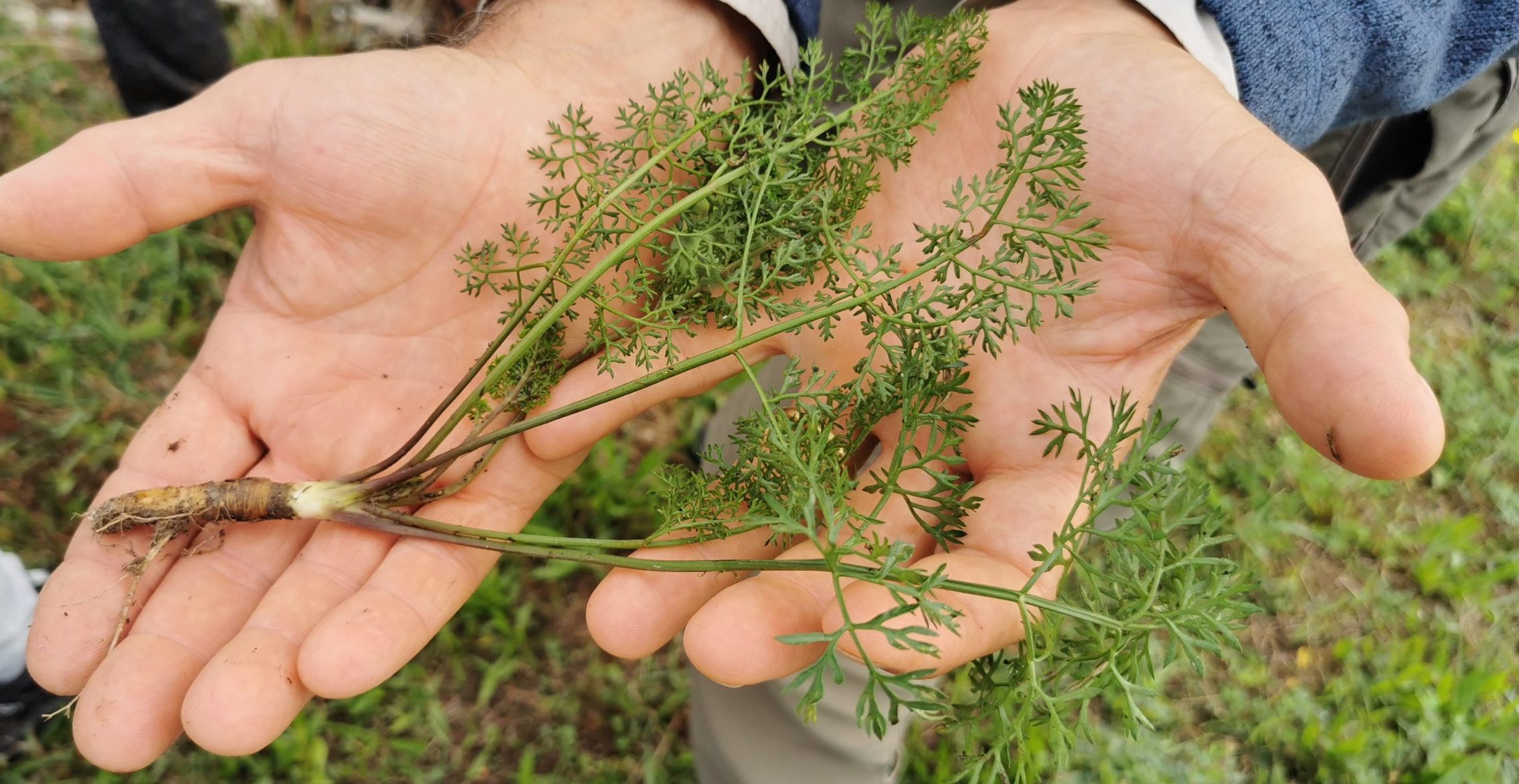 Carota selvatica