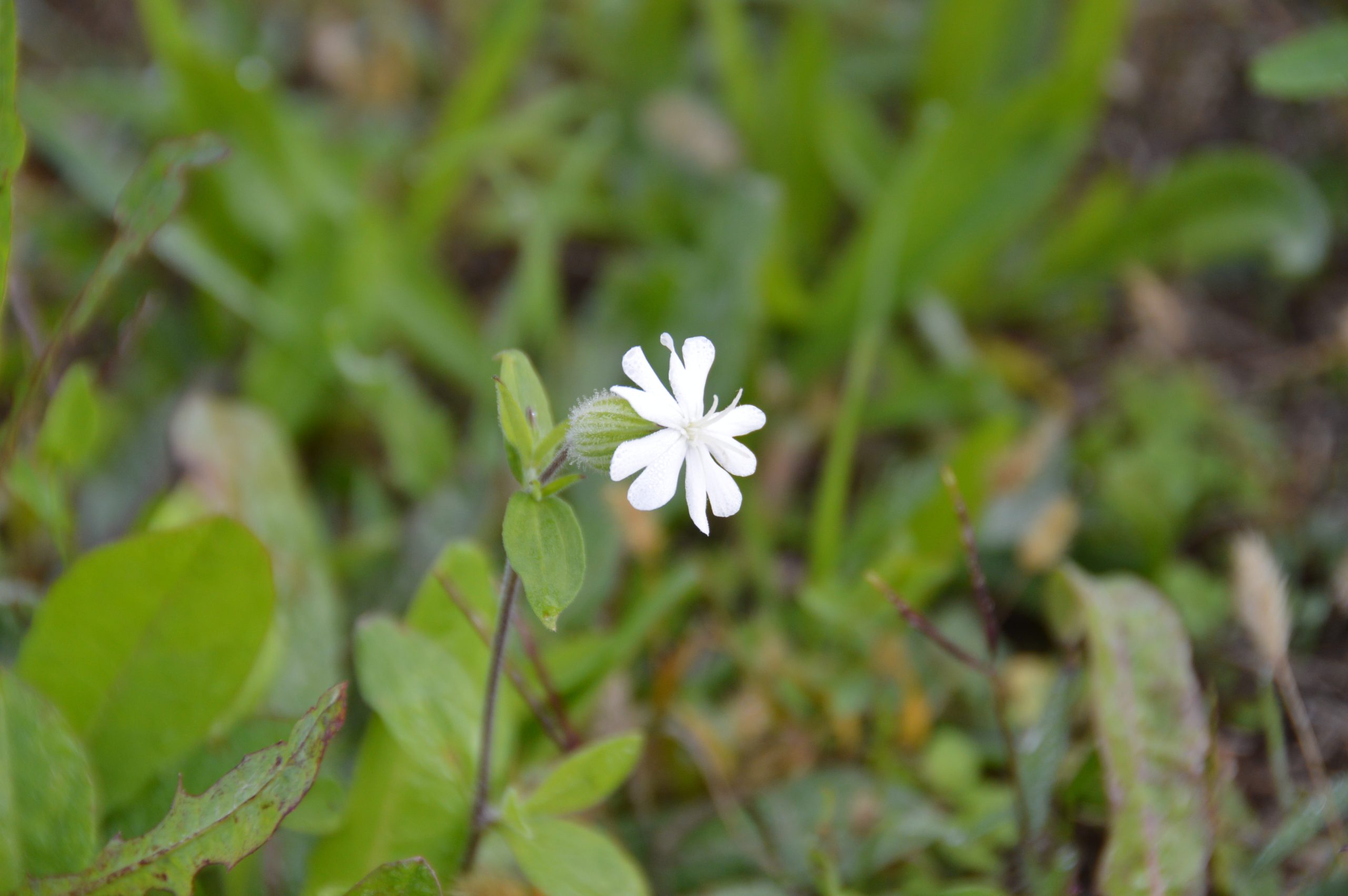 Fiore silene (1)