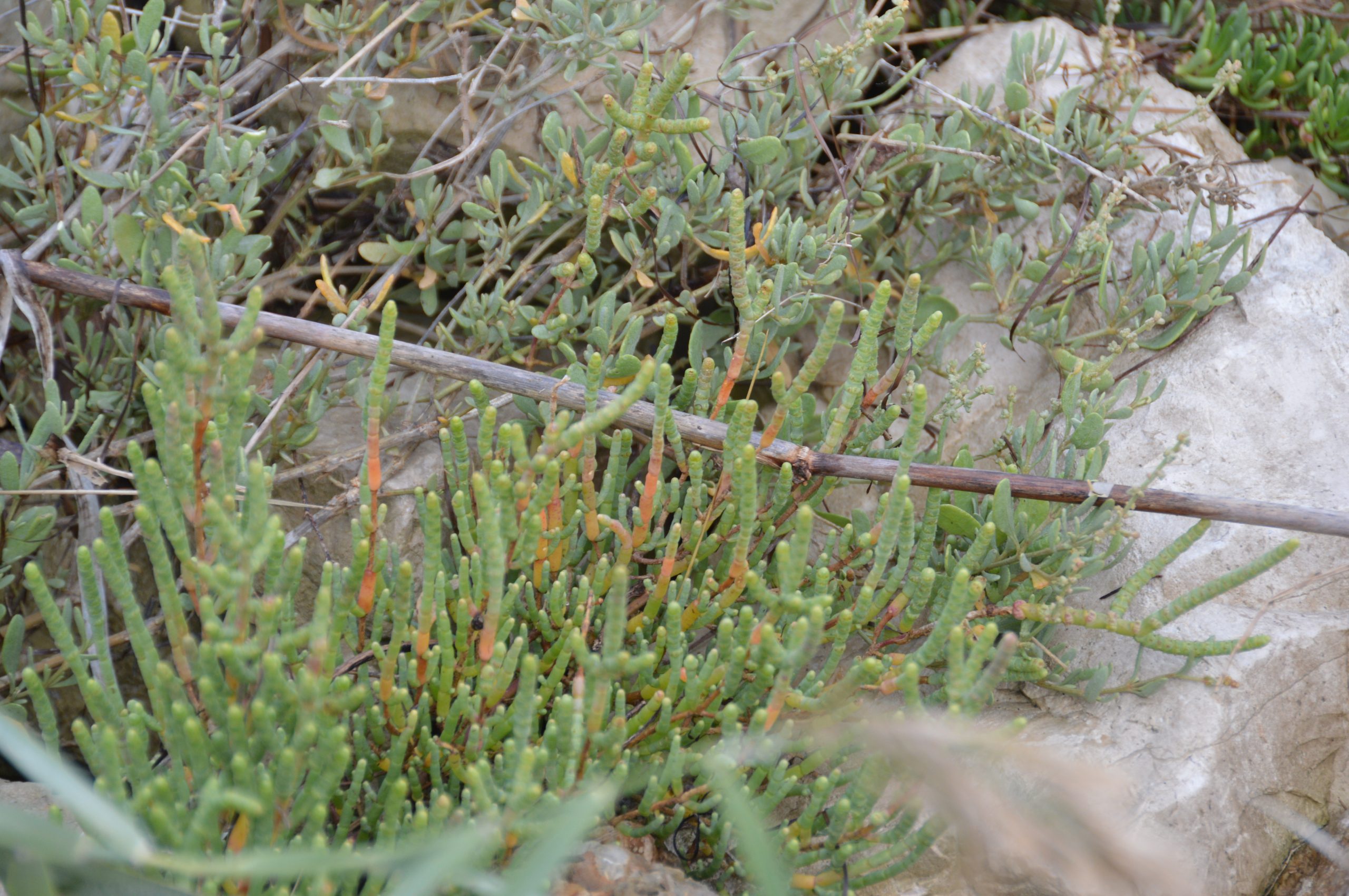 Salicornia (2)