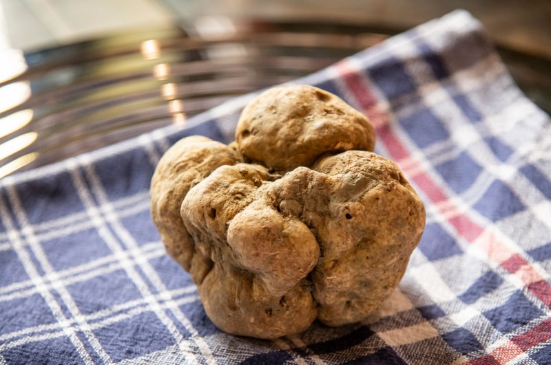 Tartufo: Il Prezzo Sale A 4.500 Euro/kg A Causa Del Clima - Dissapore