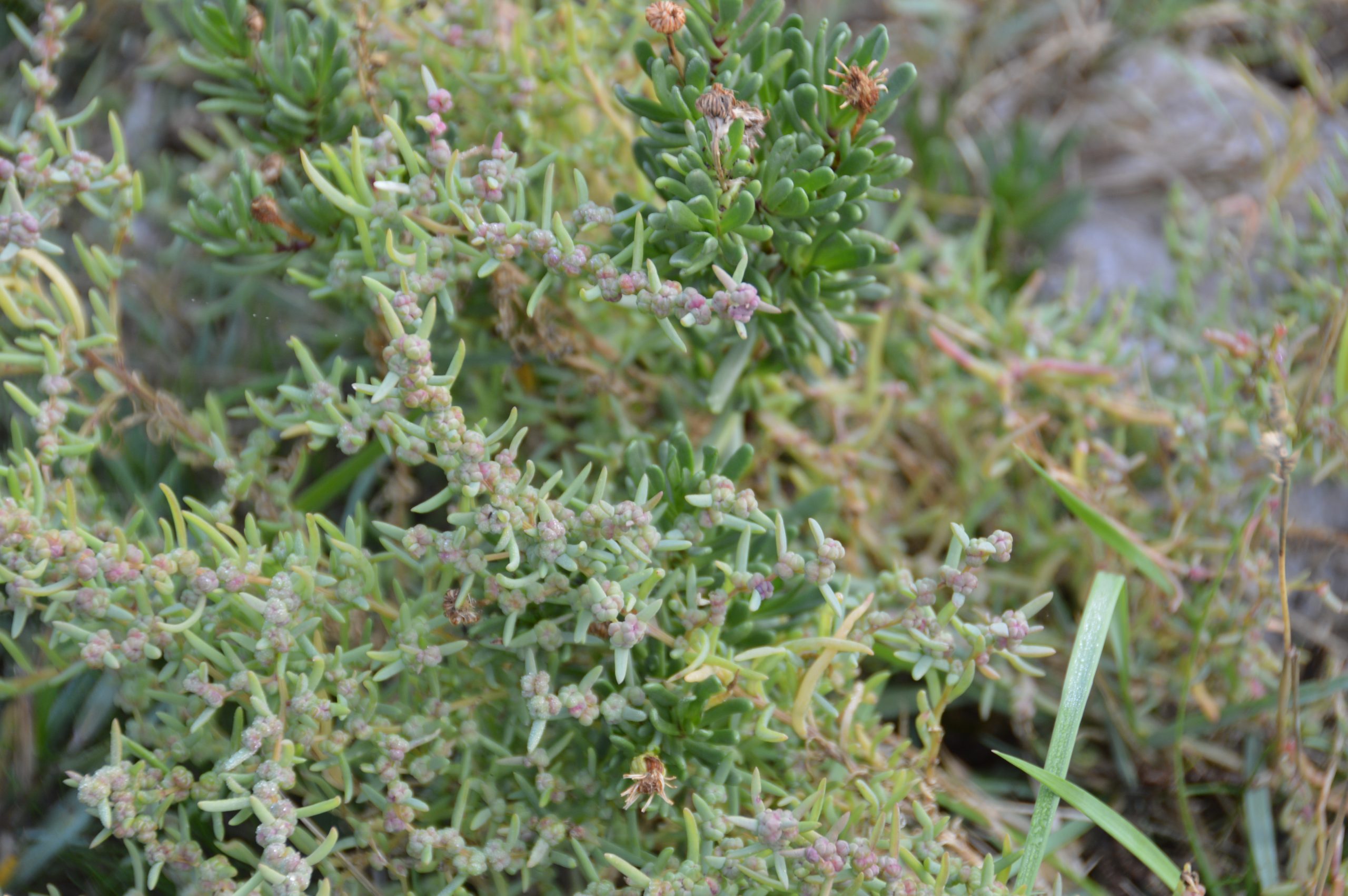 Varieta di salicornia (2)
