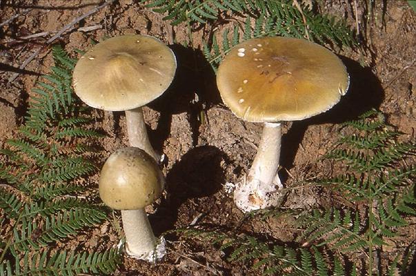 Bergamo: 88enne mangia per sbaglio l’amanita falloide, si salva