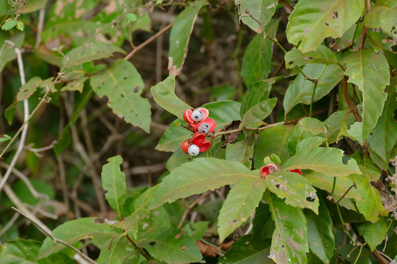 guarana