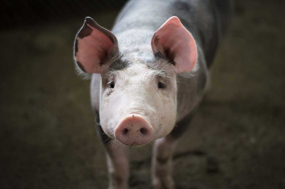 Taiwan: al via il referendum sull’importazione della carne di maiale dagli USA