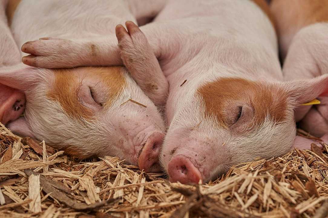 Peste Suina: Coldiretti chiede di vietare l’importazione di maiali dalla Germania