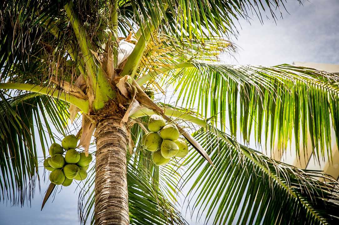 Bali: gli studenti dell’istituto alberghiero pagano la retta con le noci di cocco