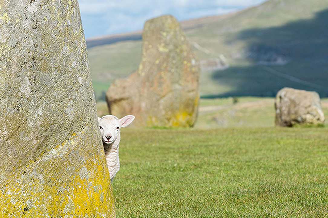 Regno Unito, i sussidi all’agricoltura non andranno più a “chi ha più mucche o pecore”