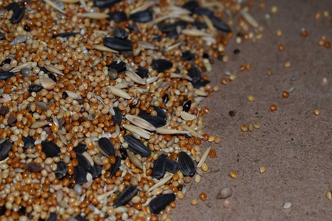 Semi di sesamo, Mix girasole e Mix di semi di Cerreto amanti del biologico: richiamo per rischio chimico