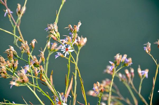 Erbe di laguna: varietà e usi in cucina delle piante più diffuse 