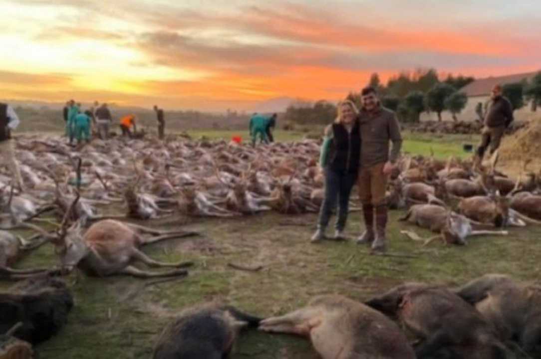 Portogallo: battuta di caccia si trasforma in strage, con più di 500 animali uccisi