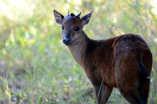 Bruxelles: nei mercati all’aperto frutta, verdura e carne di animali africani