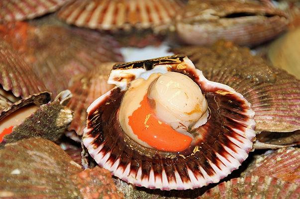 Francia: carenza di capesante mangiate dalle stelle marine, a Natale niente coquilles Saint-Jacques