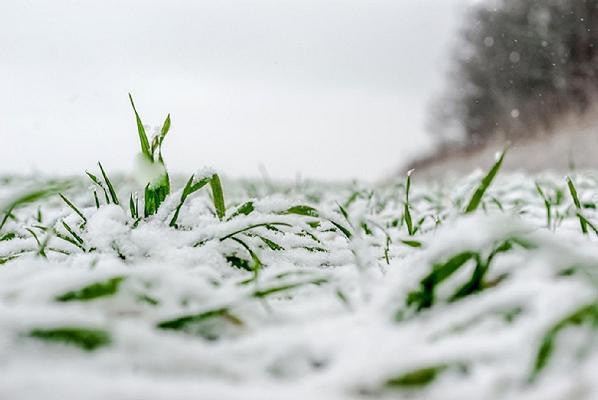 Agricoltura: allarme gelo per verdure e ortaggi