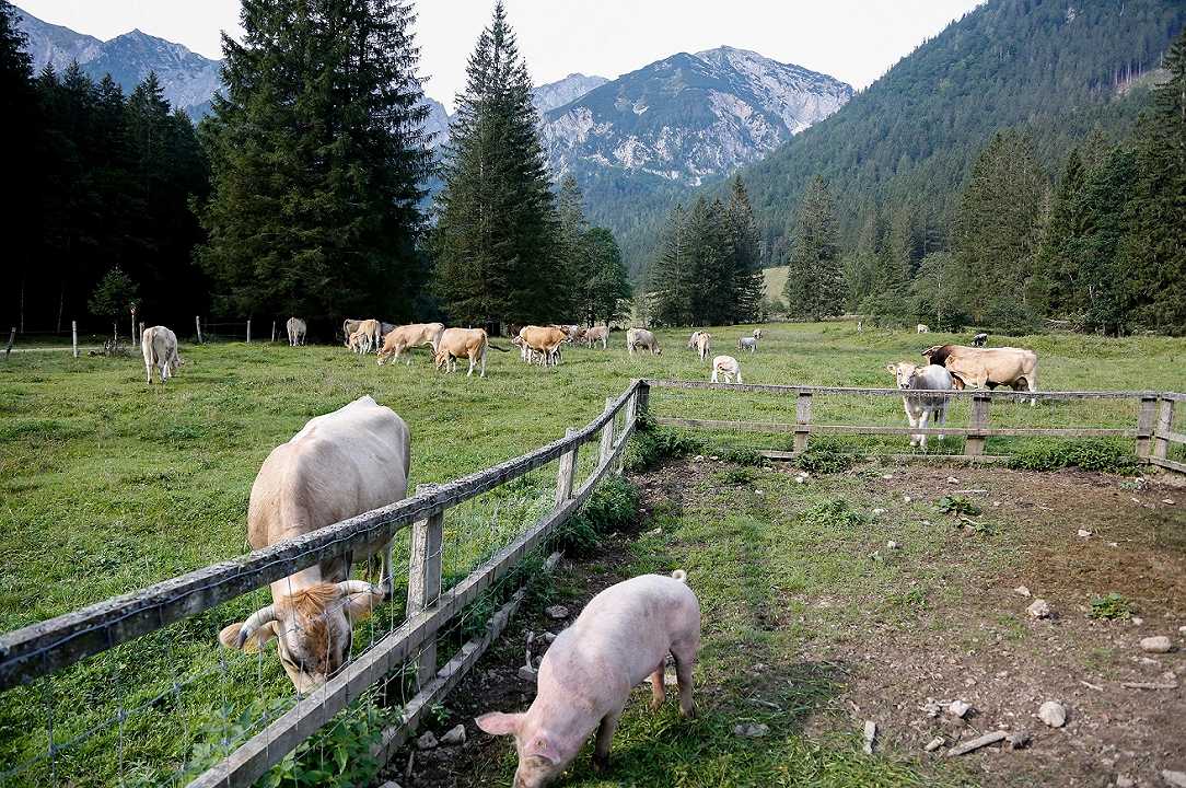 Coronavirus: macellazioni e importazioni di bovini e suini in calo nel 2020, i dati Istat