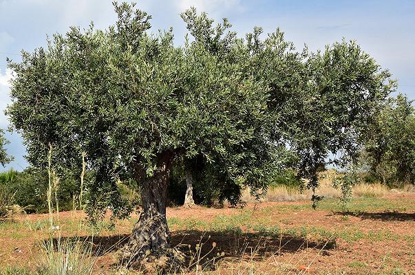 Xylella, rubati 100 ulivi resistenti al batterio a Lecce