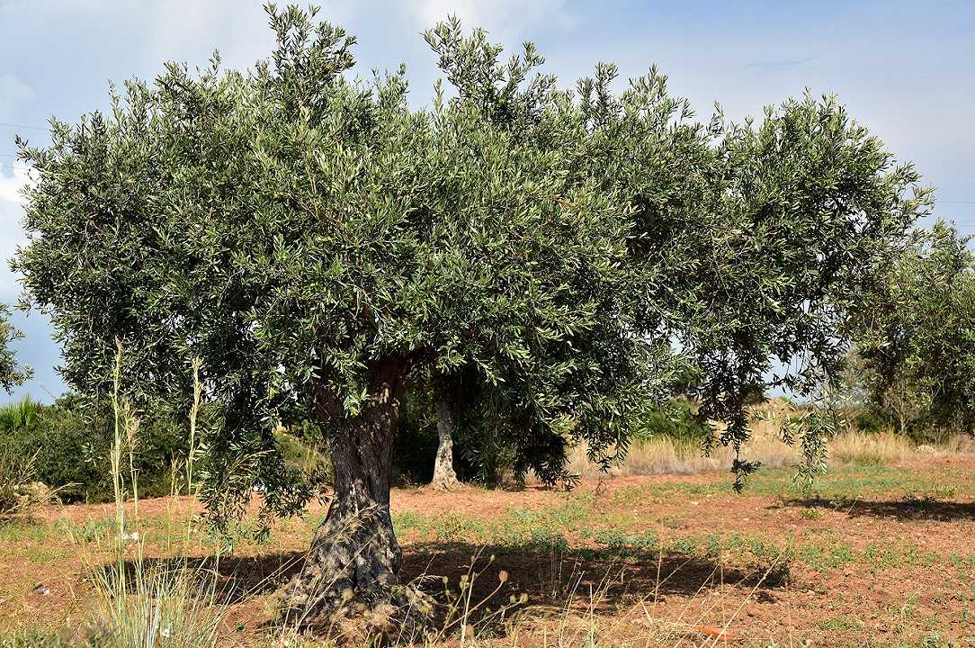 Siccità, tagli anche per l’olivicoltura: si stimano cali produttivi del 30%