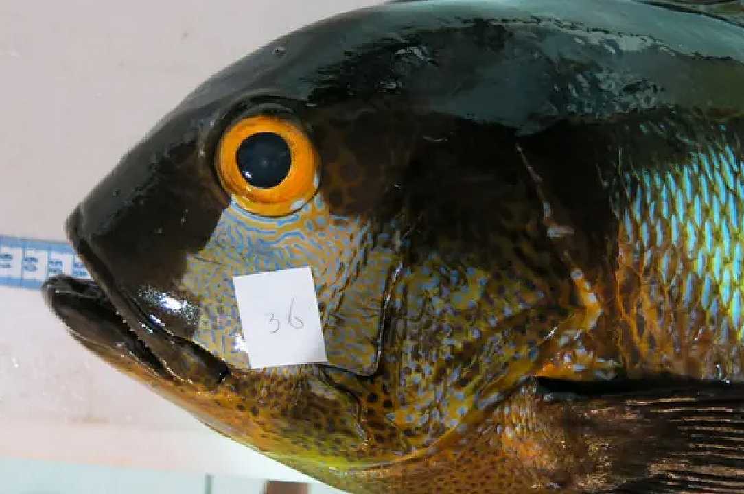 Pesce da record: scoperto in Australia un dentice di 81 anni