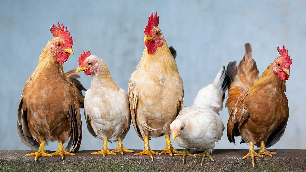 Influenza aviaria: in Francia sono stati abbattuti 16 milioni di polli da novembre
