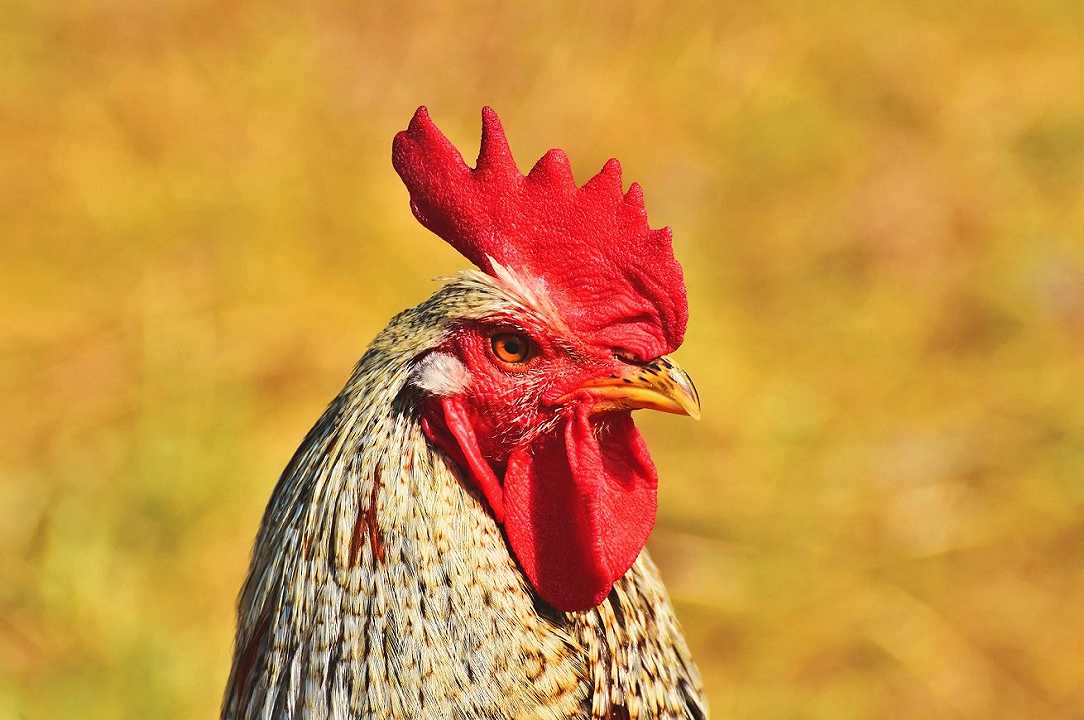 Le galline allevate in gabbia diventano protagoniste di un romanzo, ed è uno spasso