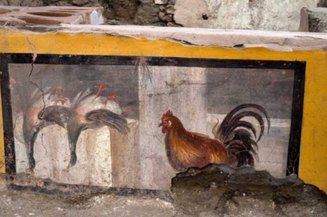 Pompei, il gallo del termopolio è un Cappone di Morozzo: ci credono dal monregalese
