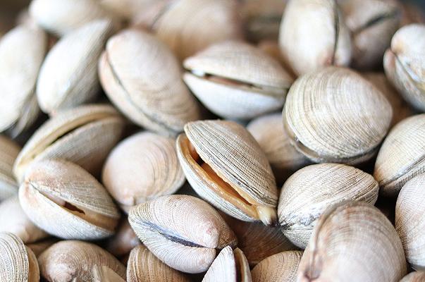 Chioggia: sequestrati 2.100 kg di vongole pescate illegalmente