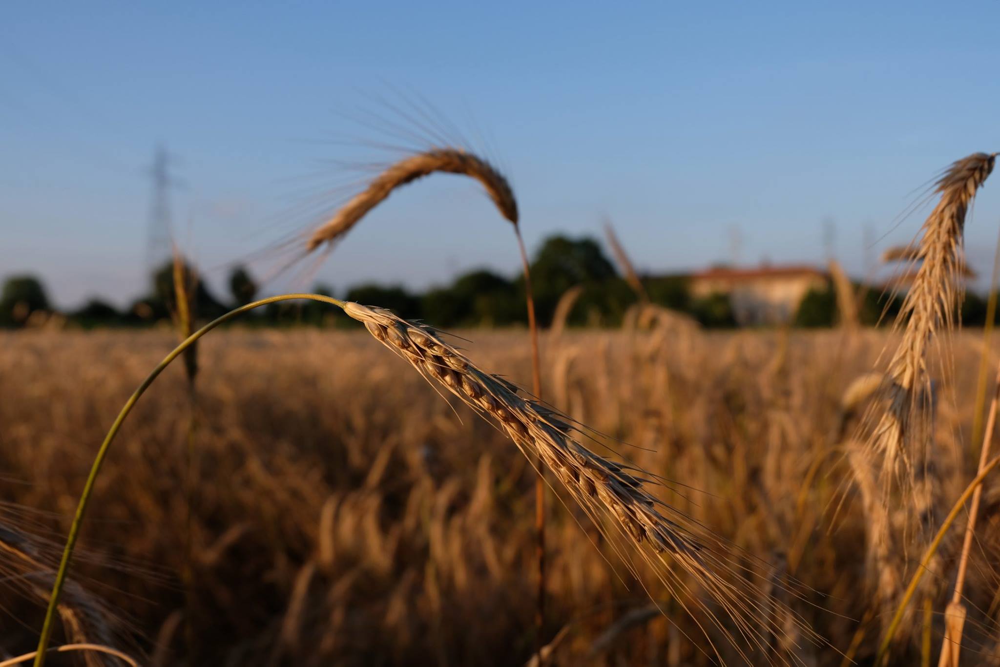 Milano, campo di grano