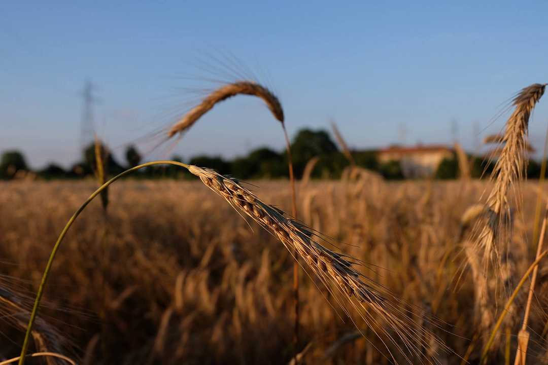 Grano: l’accordo fra Ucraina e Russia sbloccherebbe il 95% delle esportazioni del cereale