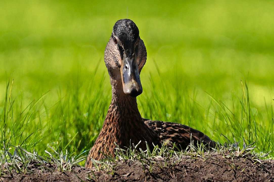 Francia, influenza aviaria: produttori di foie gras chiedono lo stamping out per le anatre