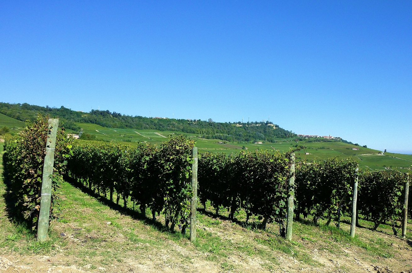 barolo