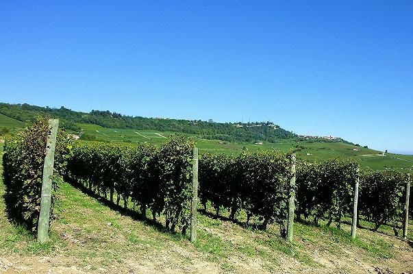 Olivio Cavallotto: morto di Covid-19 uno dei padri del Barolo