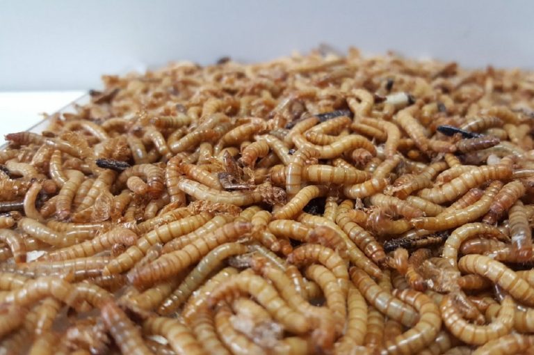 Farina Le Tarme Allevate E Essicate Sono Un Alimento Per L Efsa Il 