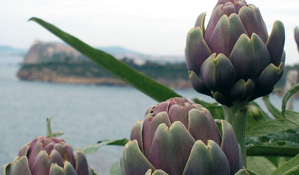 Carciofi di Procida