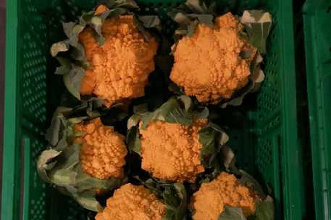 Cavolfiore romanesco arancione sul mercato internazionale, per la prima volta