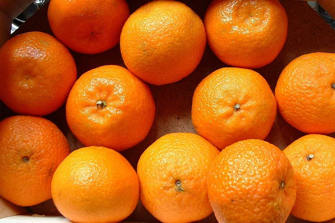 Agricoltura, la produzione di clementine crolla per il cambiamento climatico