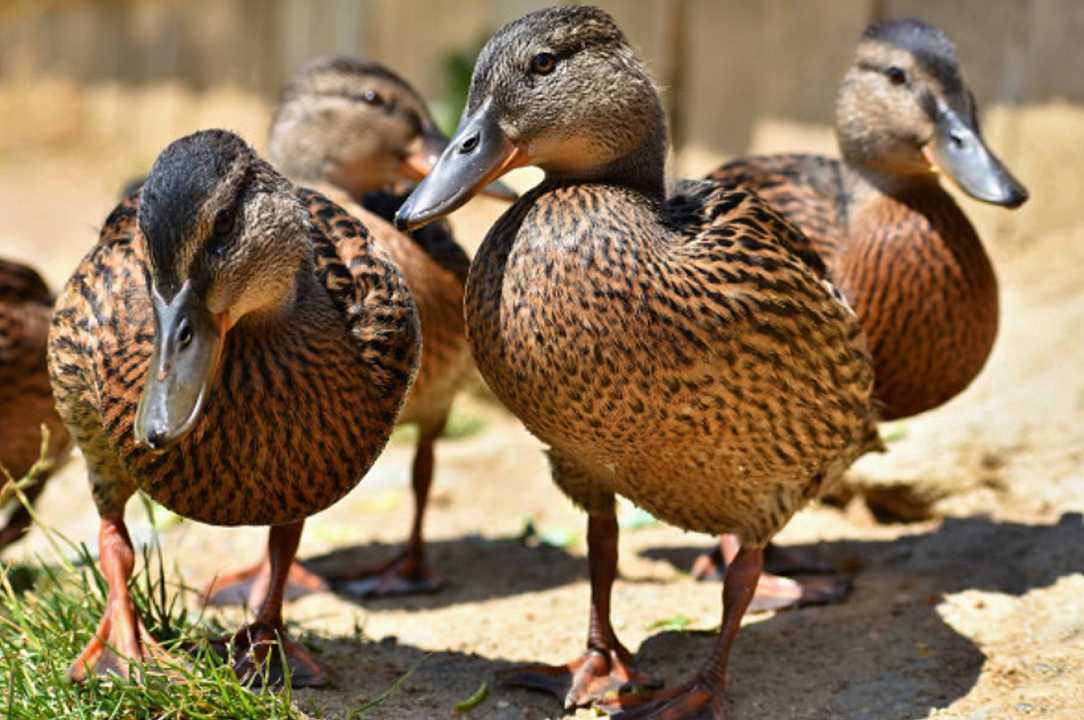 Influenza aviaria, l’ATS di Pavia dispone le norme anti contagio
