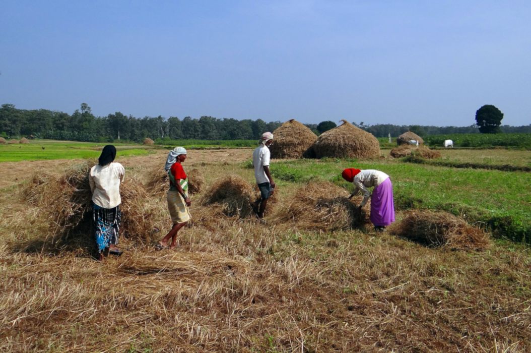 agricoltura india ph. pixabay