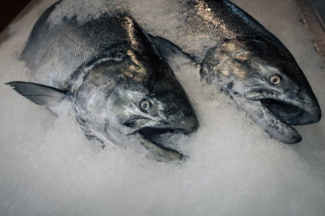 Siccità, colpiti gli allevamenti di pesce: i costi aumentano fino al 50%