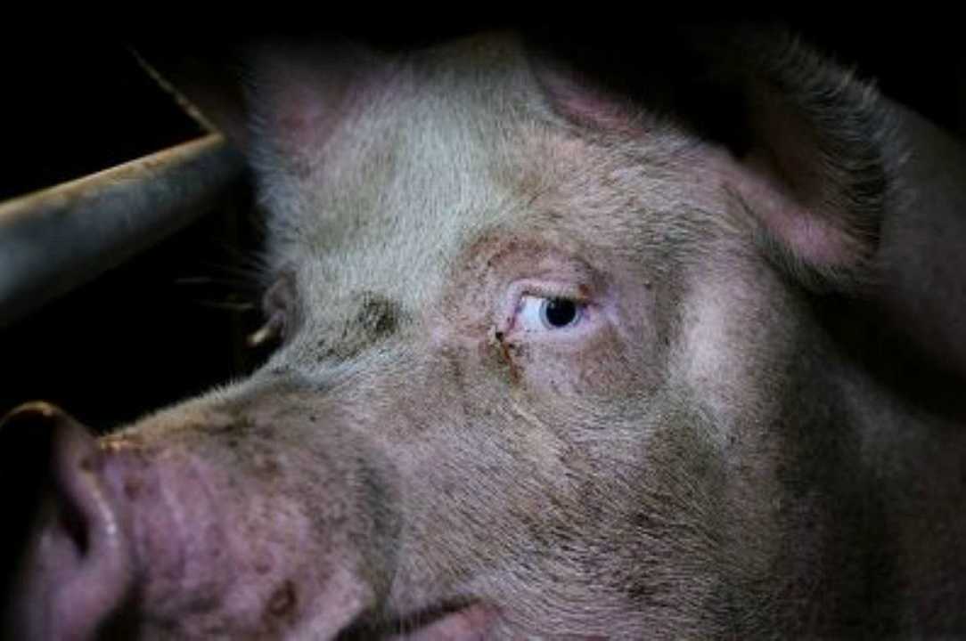 UK: troppi maiali e troppi pochi lavoratori, 100.000 capi verranno soppressi