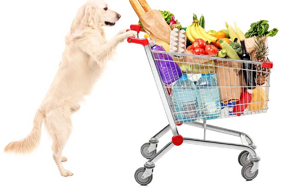 Cane al supermercato ruba cibo, ma prima di uscire si disinfetta le zampe