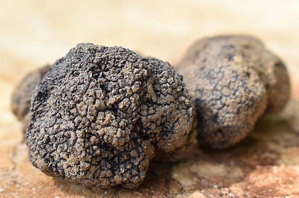 Molise: tartufo in crescita con il 40% della raccolta nazionale