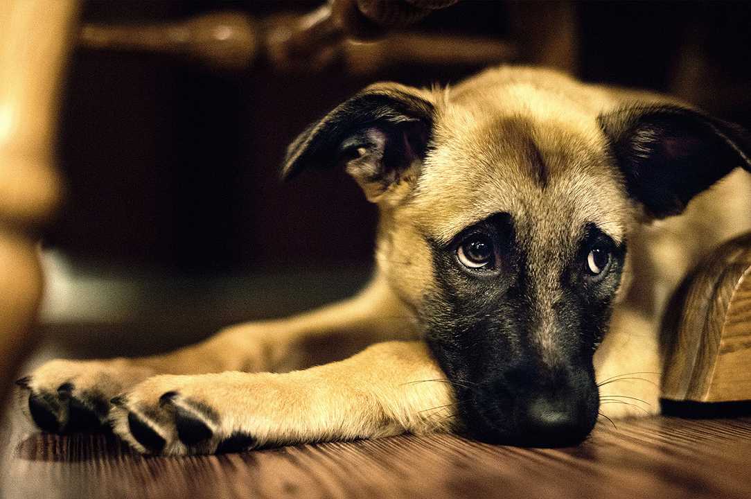 USA, centinaia di cani avvelenati da una muffa letale: prodotto ritirato