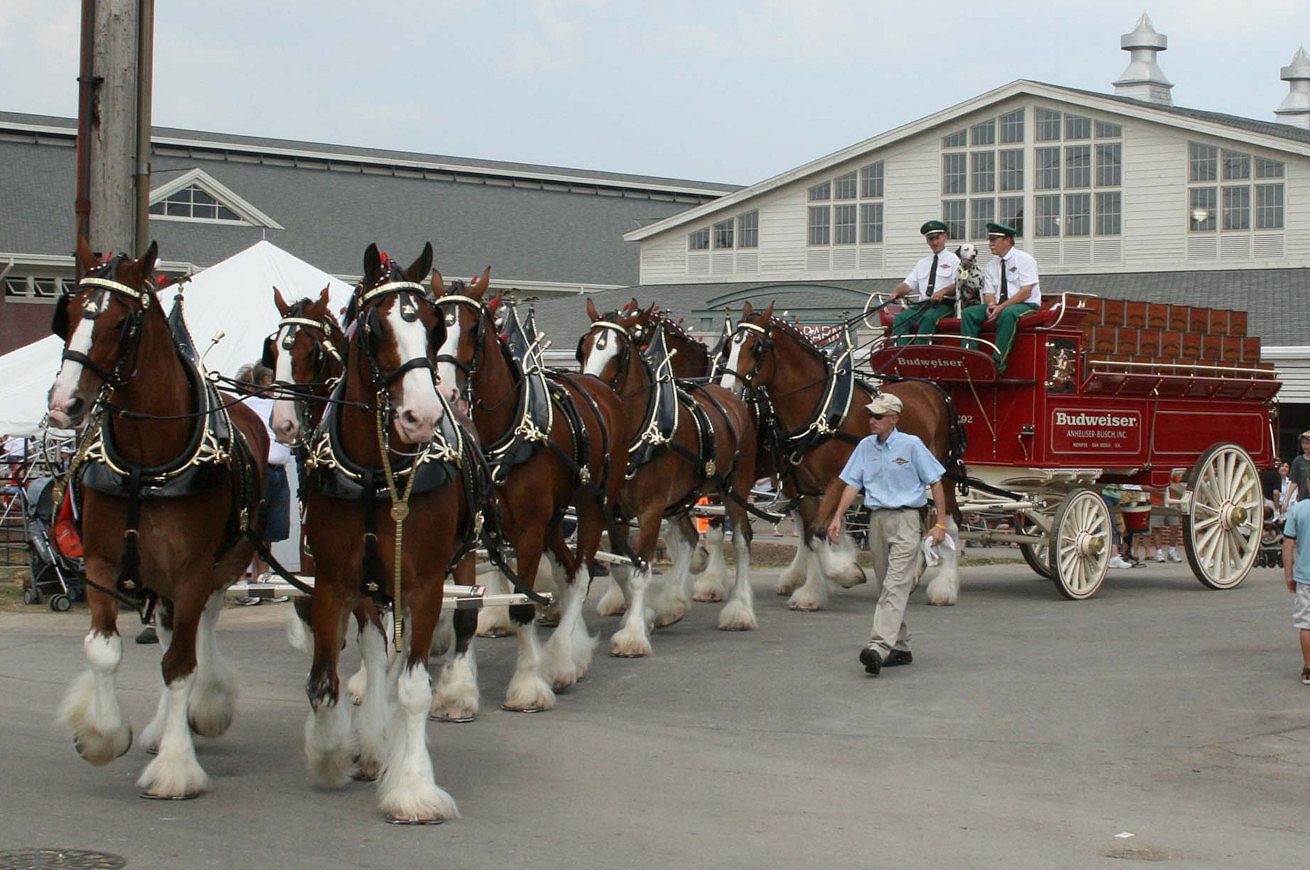 Budweiser Clydesdales autore Freekee wikipedia