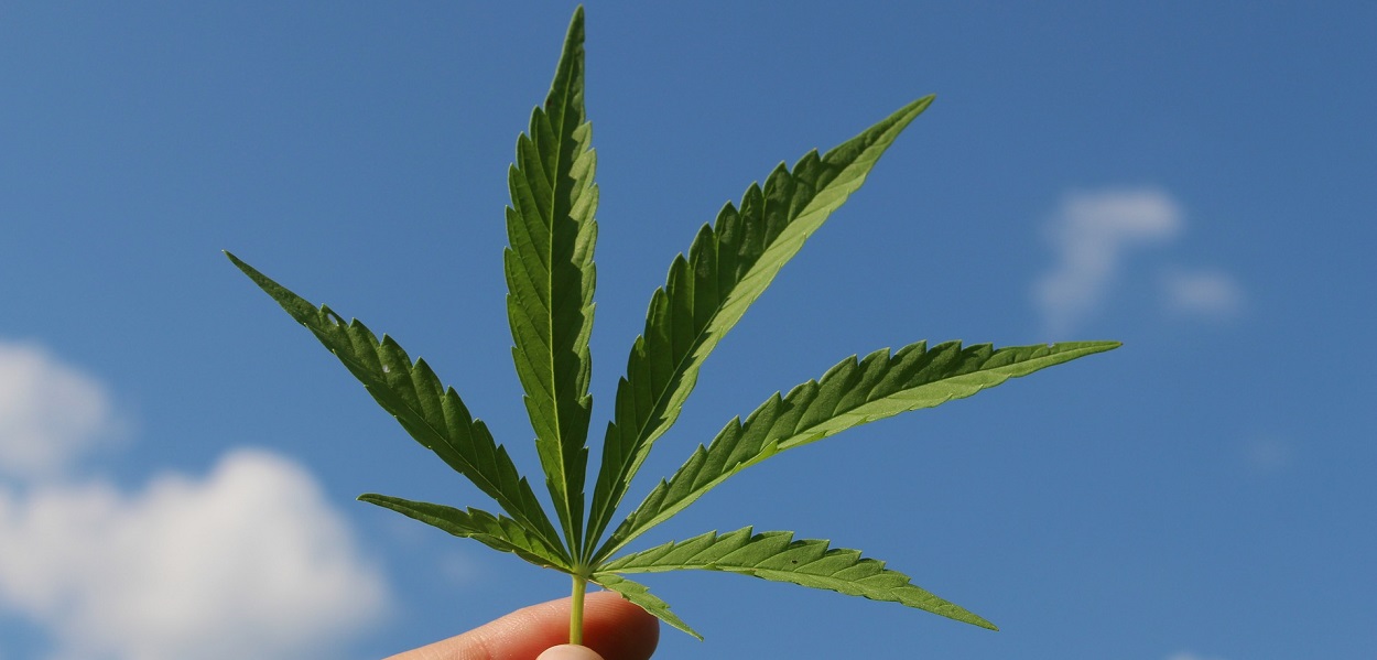 cannabis