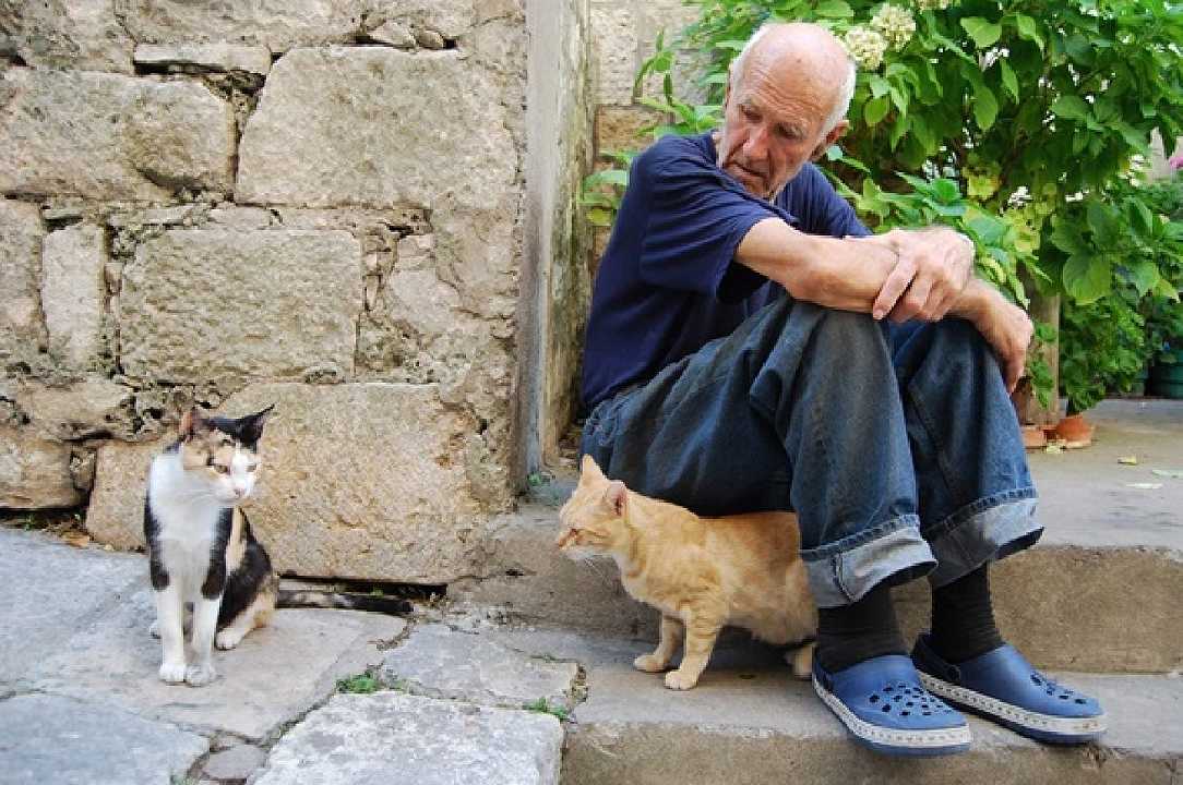 Lecce: anziano ruba cibo per sfamare i gatti, carabinieri gli pagano la spesa