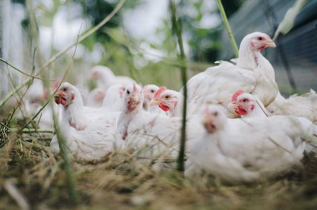 Allevamenti biologici: polli nutriti con larve di mosca, il progetto di CRN e UniTo