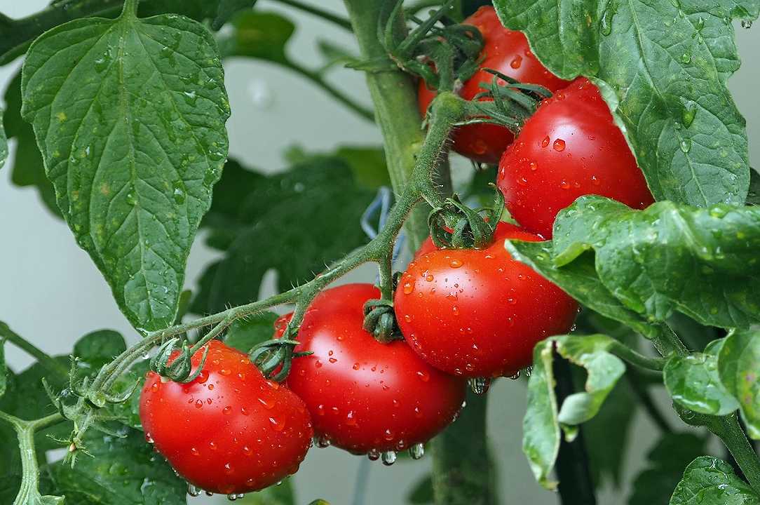 Agricoltura, la raccolta dei pomodori parte in anticipo a causa del caldo eccessivo