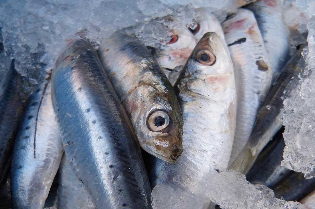 Pesce, le sardine del Mediterraneo sono sempre più piccole