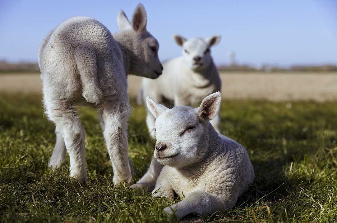 Sardegna, aiuti agli allevatori di agnelli Igp per 1,4 milioni di euro