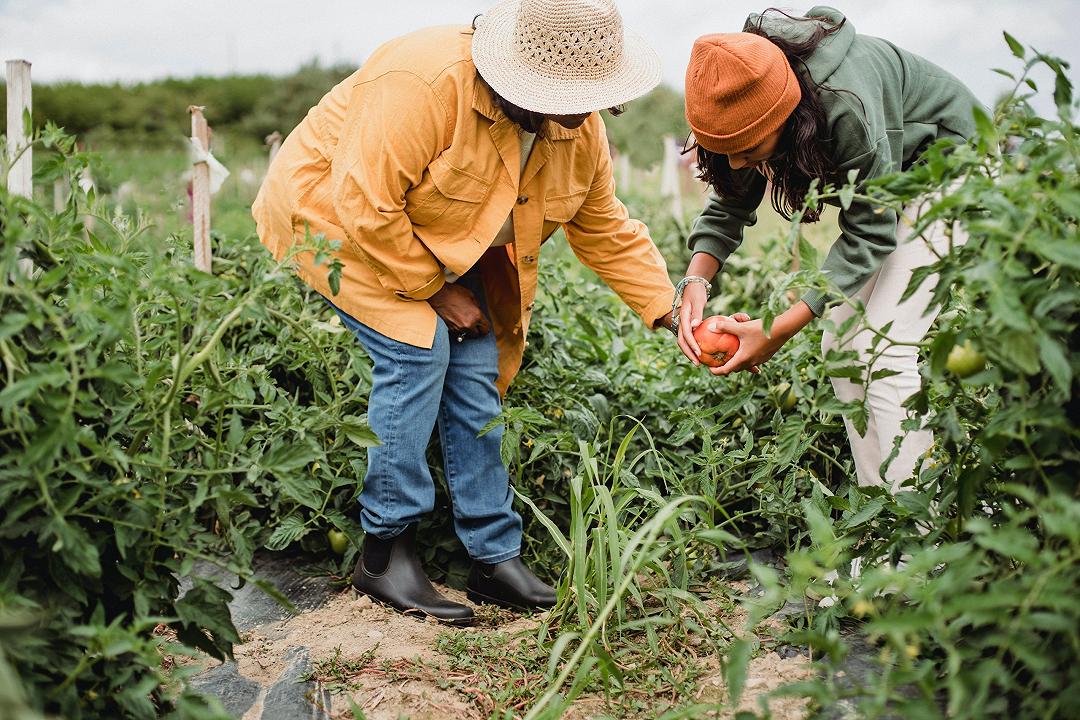 Donne in campo: calano le aziende agricole femminili