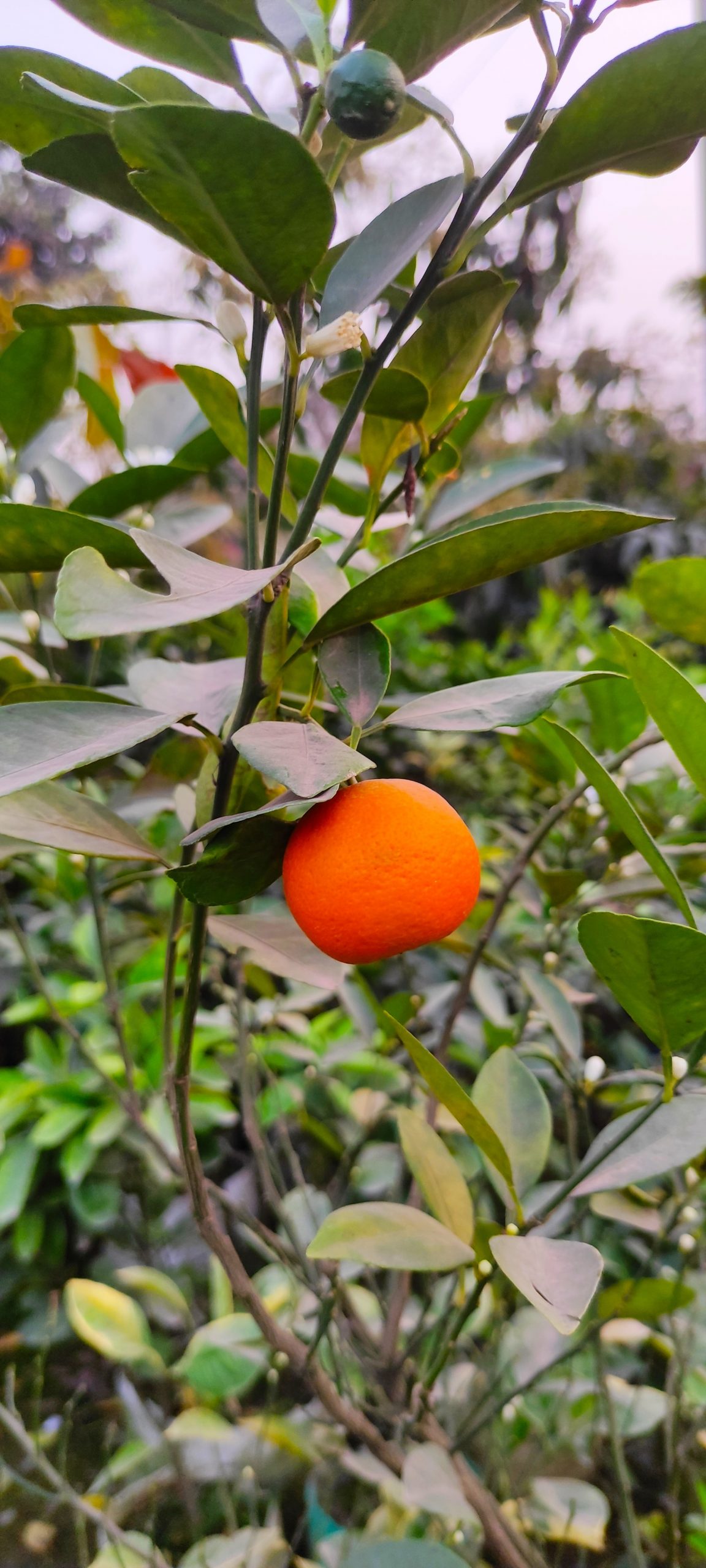 albero-arance-4